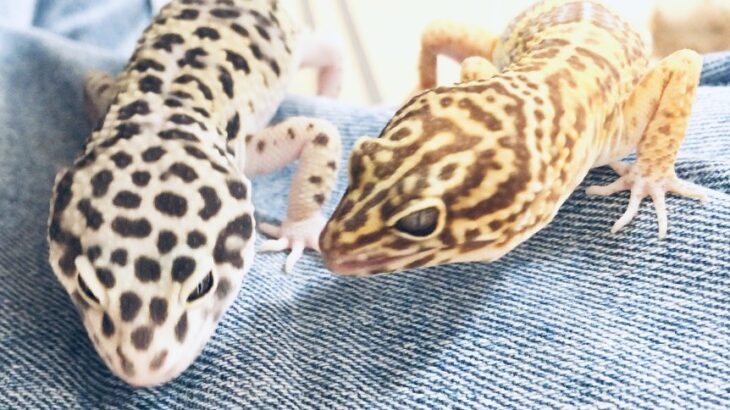 ARIMA、飼いヒョウモントカゲモドキを紹介する。